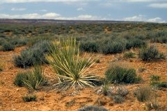 1995-USA-Südwest-121