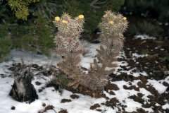 1995-USA-Südwest-177