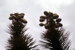 1995-USA-Südwest-210