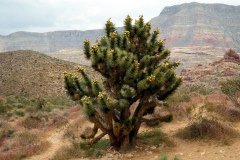 1995-USA-Südwest-211