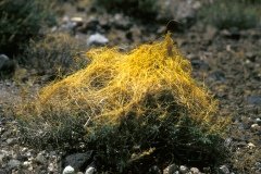 1995-USA-Südwest-267