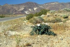 1995-USA-Südwest-292