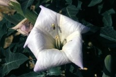 1995-USA-Südwest-293