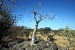 1996_97-NamZimBo-013