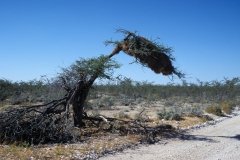 1996_97-NamZimBo-014