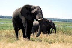 1996_97-NamZimBo-040