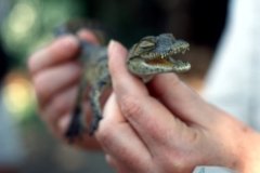 1996_97-NamZimBo-052