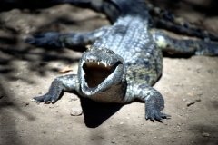 1996_97-NamZimBo-053