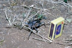 1996_97-NamZimBo-065