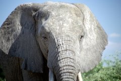 1996_97-NamZimBo-068