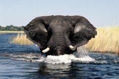 1996_97-NamZimBo-071