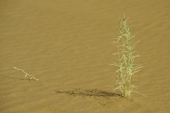 1996_97-NamZimBo-091