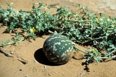 1996_97-NamZimBo-092