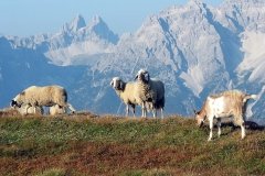 Berge_2003_08_17-02