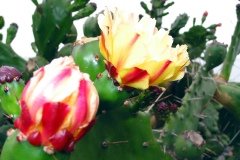 2003_04-Lanzarote-003