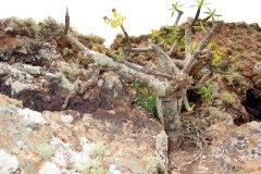 2003_04-Lanzarote-010