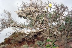 2003_04-Lanzarote-011