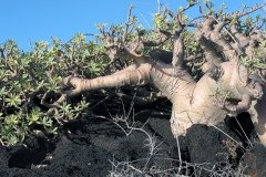 2003_04-Lanzarote-052