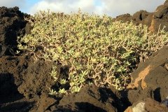 2003_04-Lanzarote-060