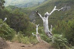 Madeira_2006_0107