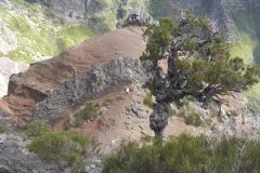 Madeira_2006_0174
