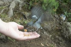 Madeira_2006_0263