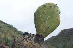 La Gomera 2008_02-0033