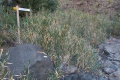 La Gomera 2008_02-0046