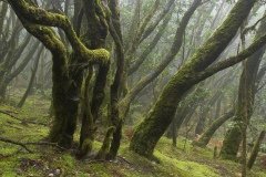 La Gomera 2008_02-0048