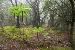 La Gomera 2008_02-0049
