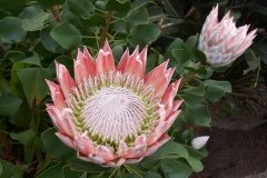 La Gomera 2008_02-0054