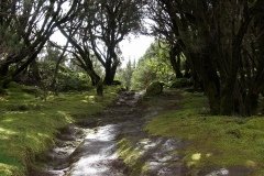 La Gomera 2008_02-0072