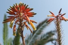 La Gomera 2008_02-0113