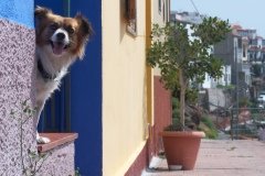 La Gomera 2008_02-0123