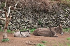 La Gomera 2008_02-0154