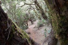 La Gomera 2008_02-0161