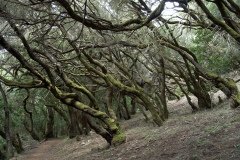La Gomera 2008_02-0162