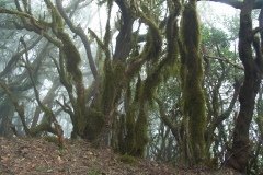 La Gomera 2008_02-0180
