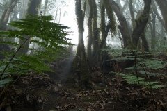 La Gomera 2008_02-0181