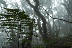 La Gomera 2008_02-0182
