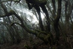 La Gomera 2008_02-0183