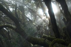 La Gomera 2008_02-0184