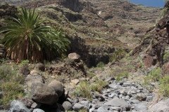 La Gomera 2008_02-0215