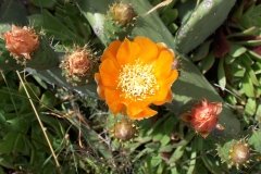 La-Gomera-2009_04-019