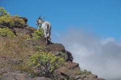 La-Gomera-2009_04-068