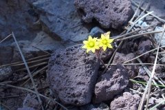 La-Gomera-2009_04-071