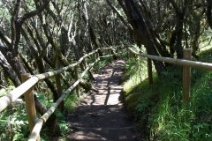 La-Gomera-2009_04-073