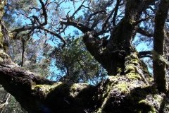 La-Gomera-2009_04-077