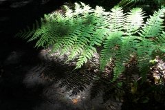 La-Gomera-2009_04-083