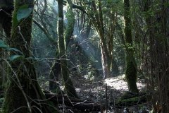 La-Gomera-2009_04-087